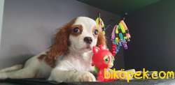 Cavalier King Charles 2