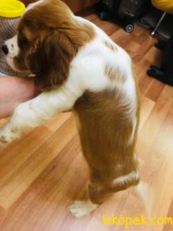 Cavalier King Charles 3