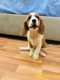 Cavalier King Charles 2