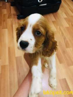 Cavalier King Charles 4