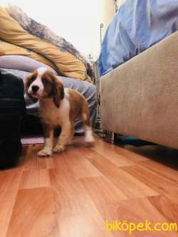 Cavalier King Charles 1
