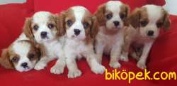 Cavalier King Charles 2
