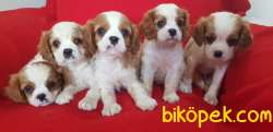 Cavalier King Charles 1