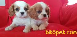 Cavalier King Charles 3