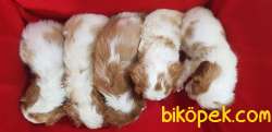 Cavalier King Charles 4