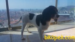 CAVALİER KİNG CHARLES (7 AYLIK) 5