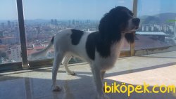 CAVALİER KİNG CHARLES (7 AYLIK) 4