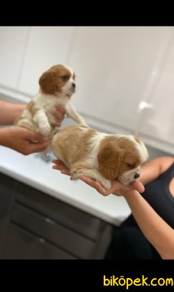 Cavalier King Charles Basık Burun Yavrularımız 3