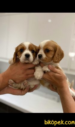 Cavalier King Charles Basık Burun Yavrularımız 1