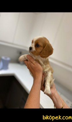 Cavalier King Charles Basık Burun Yavrularımız 2