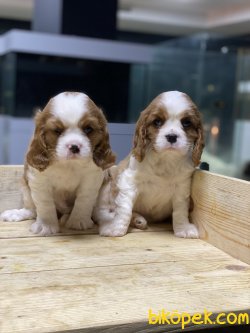 Cavalier King Charles Bebek Yüzlü Yavrularımız 4