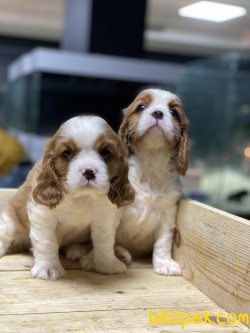 Cavalier King Charles Bebek Yüzlü Yavrularımız 2