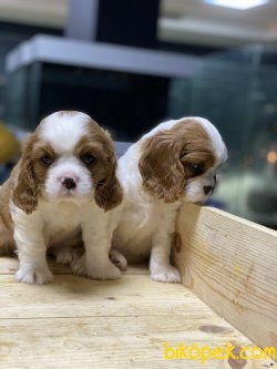 Cavalier King Charles Bebek Yüzlü Yavrularımız 1