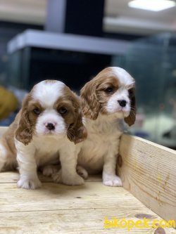 Cavalier King Charles Bebek Yüzlü Yavrularımız 3