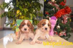 CAVALIER KING CHARLES BEBEKLERIMIZ 3