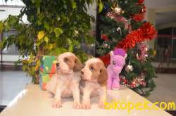 CAVALIER KING CHARLES BEBEKLERIMIZ 4