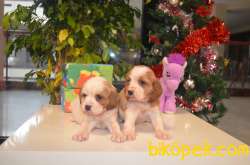 CAVALIER KING CHARLES BEBEKLERIMIZ 2
