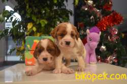 CAVALIER KING CHARLES BEBEKLERIMIZ 1
