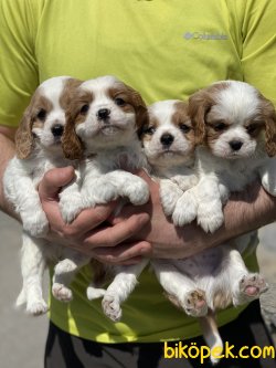 Cavalier King Charles Bebeklerimiz Bebek Yüzlü 3
