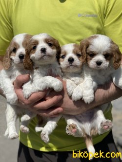 Cavalier King Charles Bebeklerimiz Bebek Yüzlü 4