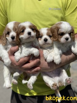 Cavalier King Charles Bebeklerimiz Bebek Yüzlü 2