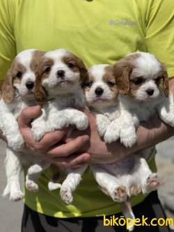 Cavalier King Charles Bebeklerimiz Bebek Yüzlü 1