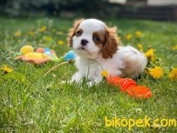 Cavalier King Charles Bebeklerimiz Bebek Yüzlü 1
