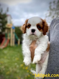 Cavalier King Charles Bebeklerimiz Bebek Yüzlü 2