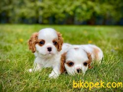 Cavalier King Charles Bebeklerimiz Bebek Yüzlü 3