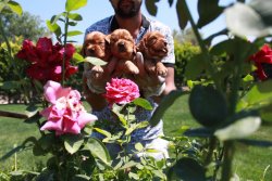 Cavalier King Charles Ruby Yavrularm 2