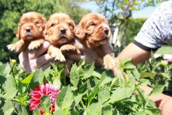Cavalier King Charles Ruby Yavrularm 1