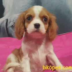 Cavalier Kıng Charles Spaniel 1