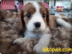 Cavalier King Charles Spaniel Yavruları 3