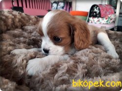 Cavalier King Charles Spaniel Yavruları 2