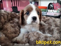 Cavalier King Charles Spaniel Yavruları 1