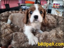 Cavalier King Charles Spaniel Yavruları 5