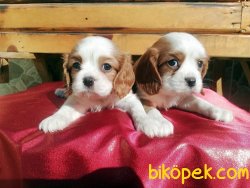 Cavalier King Charles Spaniel Yavruları 2