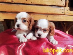 Cavalier King Charles Spaniel Yavruları 3
