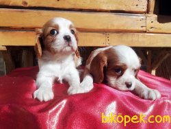 Cavalier King Charles Spaniel Yavruları 4