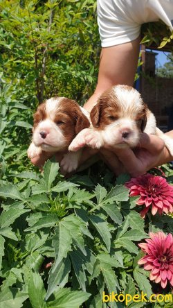 Cavalier King Charles Tatlı Yavrularım 3