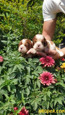 Cavalier King Charles Tatlı Yavrularım 2