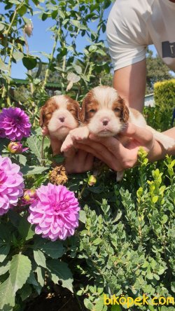 Cavalier King Charles Tatlı Yavrularım 5