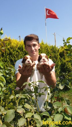 Cavalier King Charles Tatlı Yavrularım 1