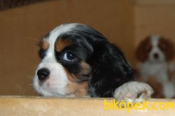 Cavalier King Charles Yavru 2