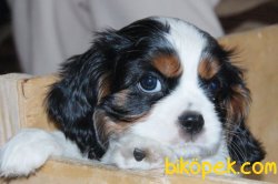 Cavalier King Charles Yavru 1