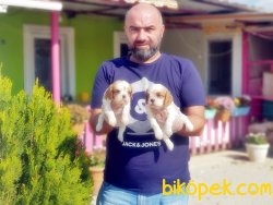 CAVALİER KİNG CHARLES YAVRU 4