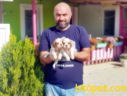 KİNG CHARLES YAVRU 2