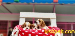 CAVALIER KİNG CHARLES YAVRU 2