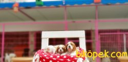 CAVALIER KİNG CHARLES YAVRU 3