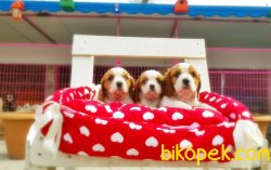 CAVALIER KİNG CHARLES YAVRU 1